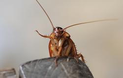 a cockroach crawling inside a home