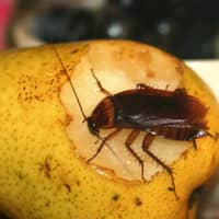 cockroaches infesting an employee break room