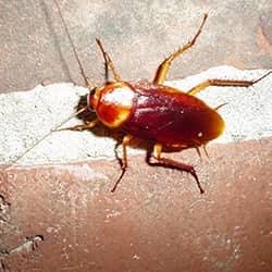 a young cockroach of a family of cockroaches spreading across the kitchen floor of a new england home