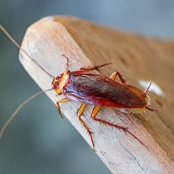 cockroach on a cutting board