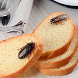 cockroaches on bread slices