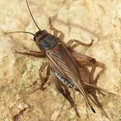 a brown and black color cricket cherping outside of a springfield massachusettes home during a fall evening