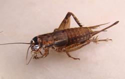 a cricket crawling in a home