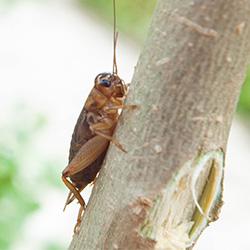 cricket on tree