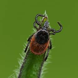 tick on a plant