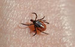 a tick crawling on a hand