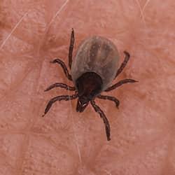 tick on skin