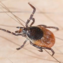 a deer tick crawling along the arm air of a hartford conneticut resident