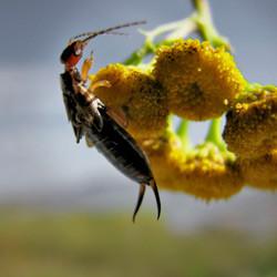 ear wig crawling on flower