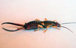 earwig on kitchen counter