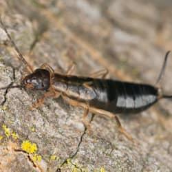 earwig