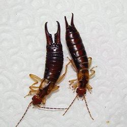 earwigs on a napkin