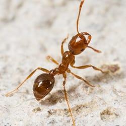 fire ant up close
