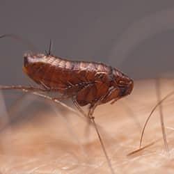 a flea so small that it is balancing on a human hair before pouncing on the bare skin of a new england resident