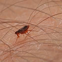 a small flea fluttering along the hairy skin of a hartford resident