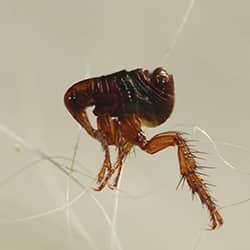 an up close image of a flea on hair