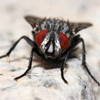 fly on countertop close up