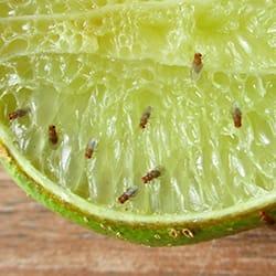 a cluster of fruit flies feasting on a lime that is set on a new england kitchen counter top