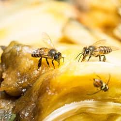 up close image of fruit flies on fruit