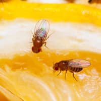 Fruit Flies