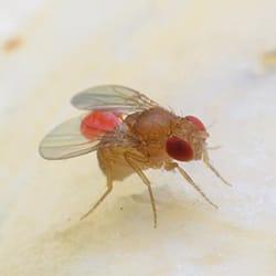 a fruit fly crawling on food