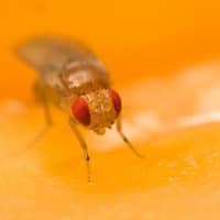 fruit fly on an orange