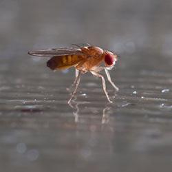 fruit fly in kitchen