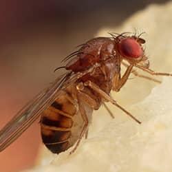 fruit fly eating fruit