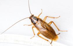 a german cockroach on a glass bowl