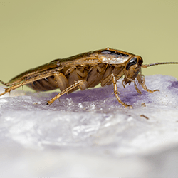 german cockroach up close