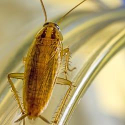 a german cockroach infestation inside of a springfield massachusetts kitchen