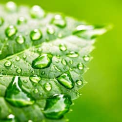 leaf with water droplets