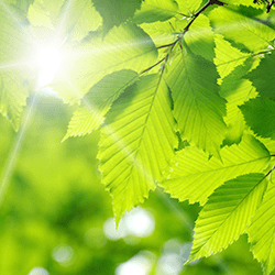 green leaves in sunlight