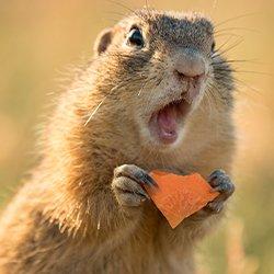 ground squirrel eating a carrot