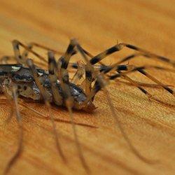 a centipede crawling on a wooden floor in a home