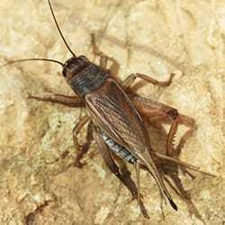 a house cricket on the ground