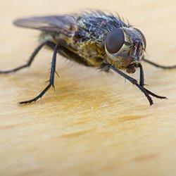 up close image of a house fly crawling in a kitchen