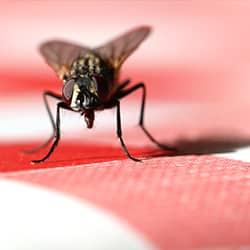 up close image of a house fly in a kitchen