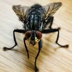 close up of house fly