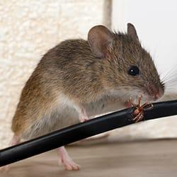 house mouse chewing wires