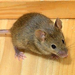 up close image of a house mouse crawling on a wooden kitchen floor