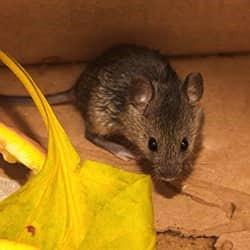 A house mouse in a cupboard.