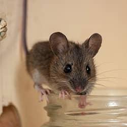 mouse on lid of jar