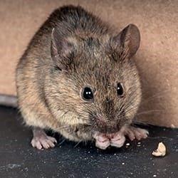 A house mouse in a home.