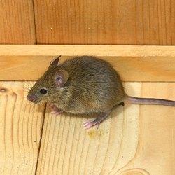 A house mouse on a wooden floor.