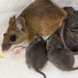 A house mouse and her babies.