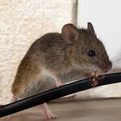 mouse chewing a wire