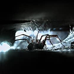 a house spider crawling through cracks