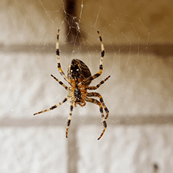 house spider