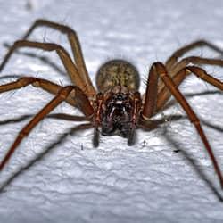house spider in home